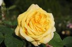 Rosier Yellow Charles Austin
